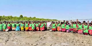 10,000 Mangroves Planted in Sundarbans