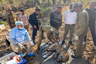 MANDLA KANHA LEOPARD DEATH
