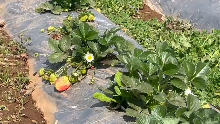 Strawberry cultivation in Latehar
