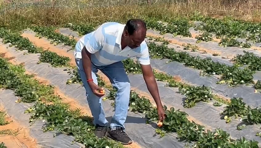 Strawberry cultivation in Latehar