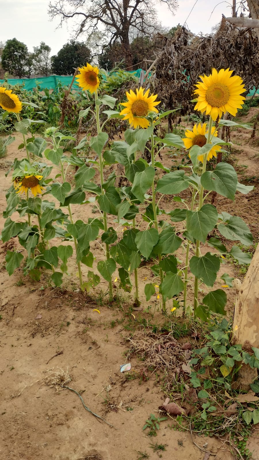 Shahdol Sunflower cultivation