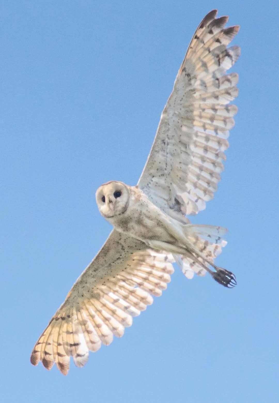 Australasian Grass Owls are mostly found in the grasslands, moors and plains of Australia and some select countries of Asia.