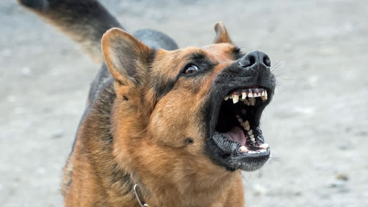 Telangana boy succumbs after prolonged illness post dog bite. The family spent Rs 50 lakh, but complications proved fatal.
