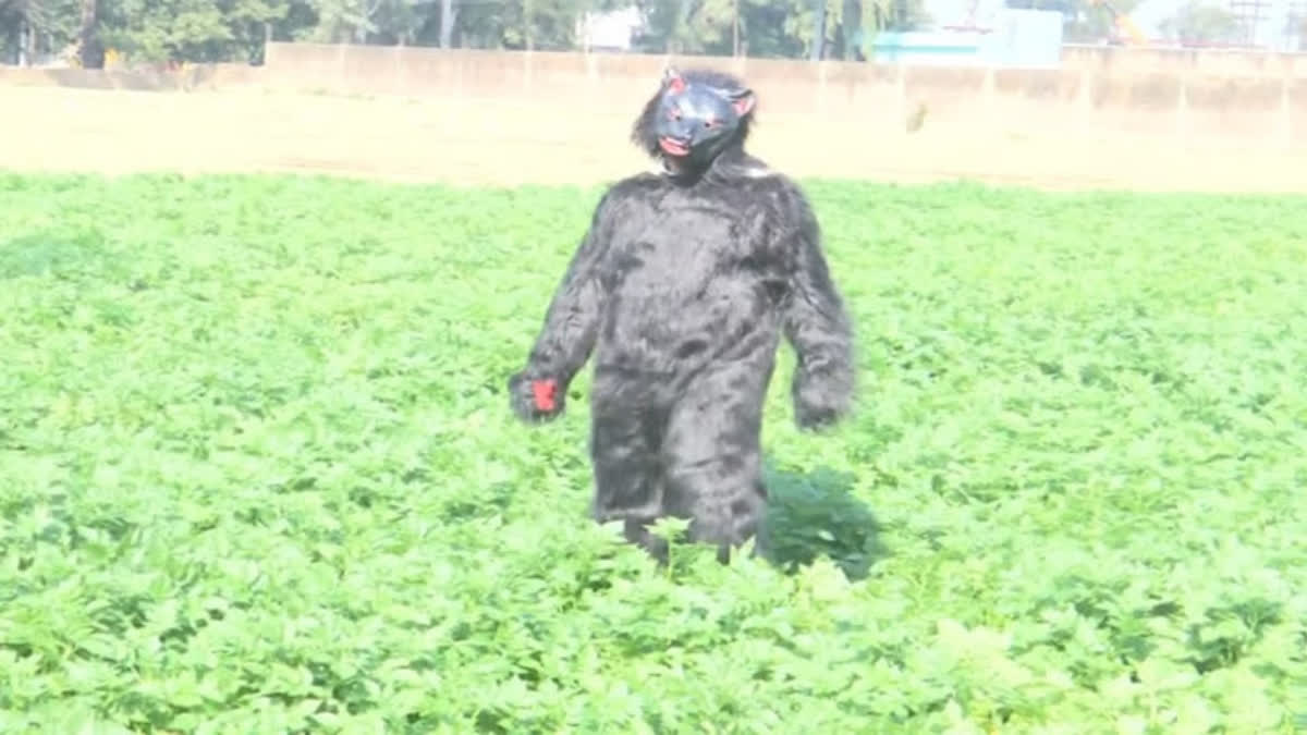 UP: Farmers In Sambhal District Dress Up Like Bears To Save Their Crops From Monkeys FARMERS DRESS IN BEAR COSTUME IN SAMBHAL DISTRICT