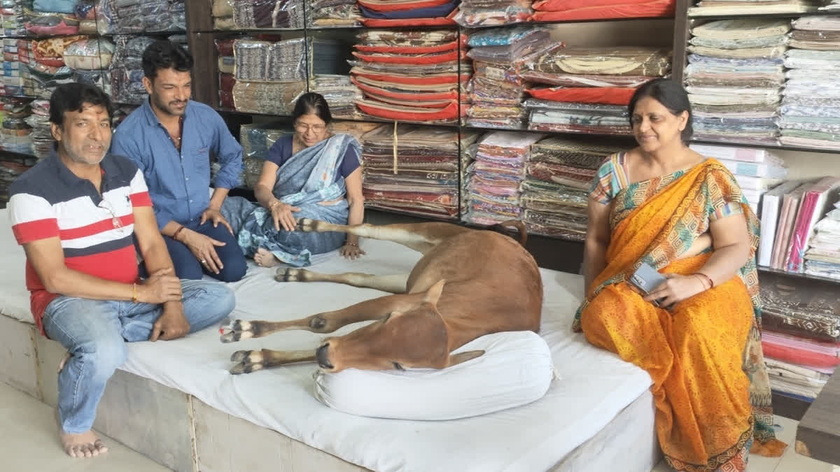 Bond With Bovine: Stray Cow Becomes Family Member, Sits Daily In Shop In Chhattisgarh’s Surajpur Bond With Bovine: Stray Cow Becomes Family Member, Sits Daily In Shop In Chhattisgarh’s Surajpur