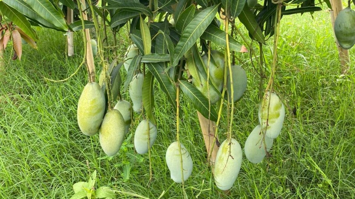 OM PRAKASH SHARMA ORGANIC FARMER IN KOTA MOTIPURA MANGOES FARM ORGANIC FARMING RAJASTHAN