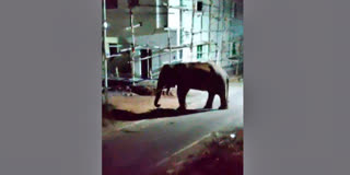 யானையிடம் இருந்து உயிர் தப்பிய இளைஞர்