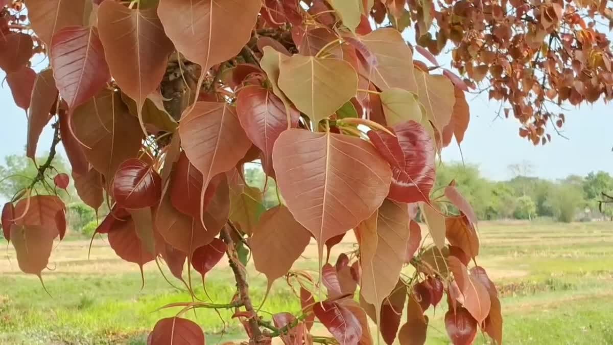 Dibrugarh viral tree