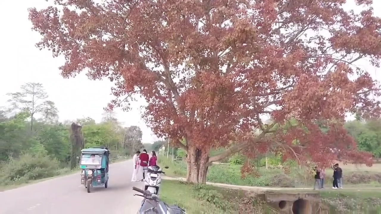Dibrugarh viral tree