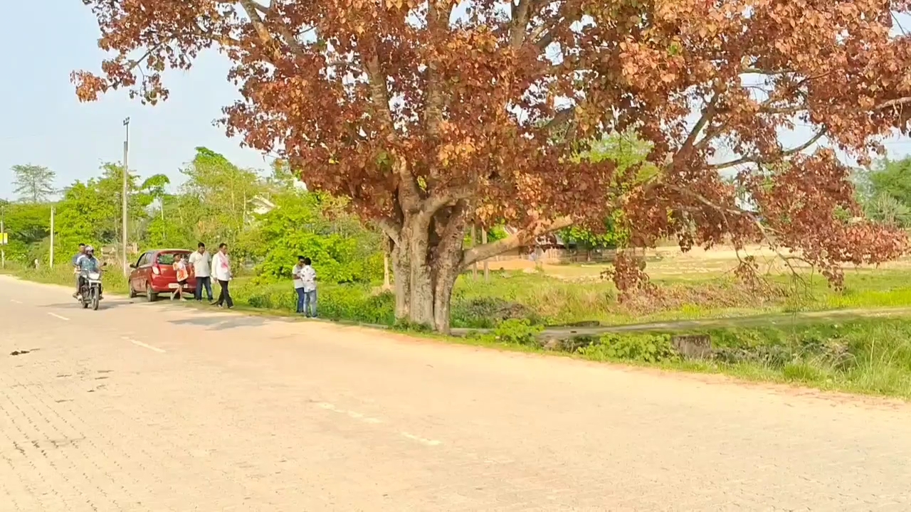 Dibrugarh viral tree
