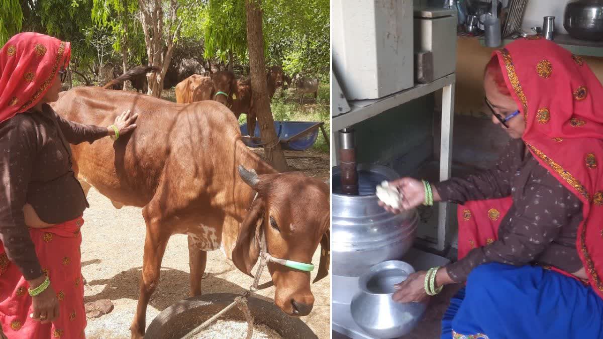Virma Meena with their Gir cows, and (R) making ghee