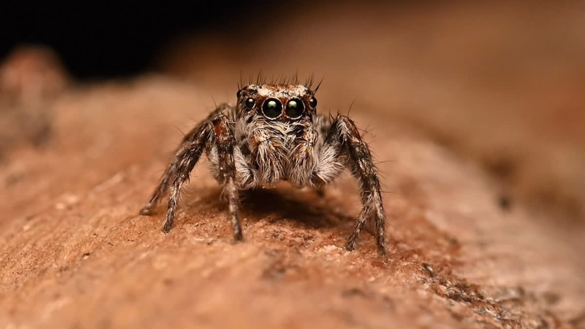 New Spider Species Mogrus Shushka Discovered In Rajasthan's Desert National Park New Spider Species Mogrus Shushka Discovered In Rajasthan's Desert National Park