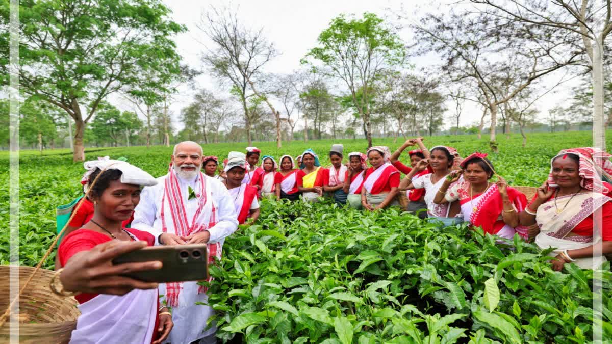 Assam, Bengal tea producers urge PM Modi