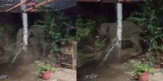 Wild elephants spotted in front of houses in Ramanagara