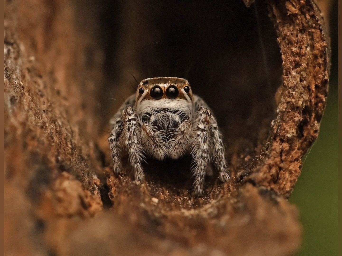 New Spider Species Mogrus Shushka Discovered In Rajasthan's Desert National Park