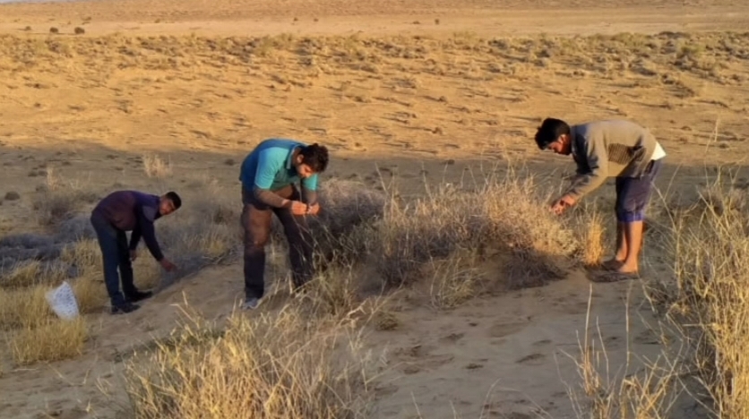 New Spider Species Mogrus Shushka Discovered In Rajasthan's Desert National Park