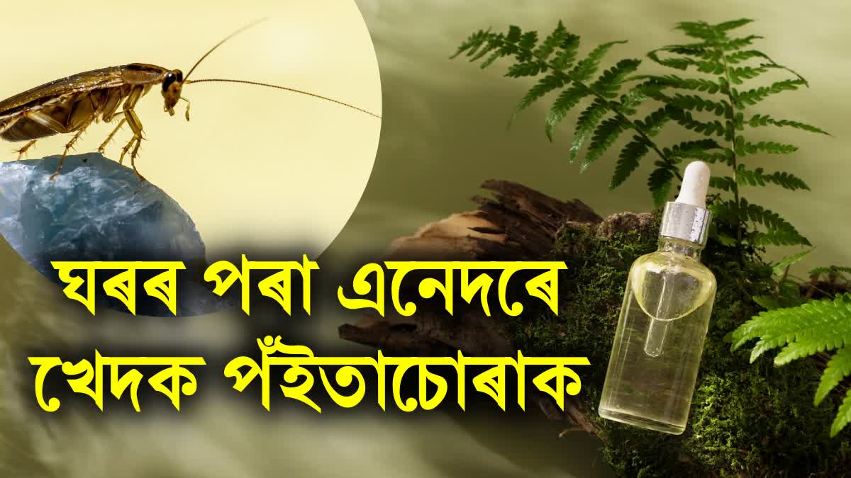 Effective and Natural Ways to Get Rid of Cockroaches