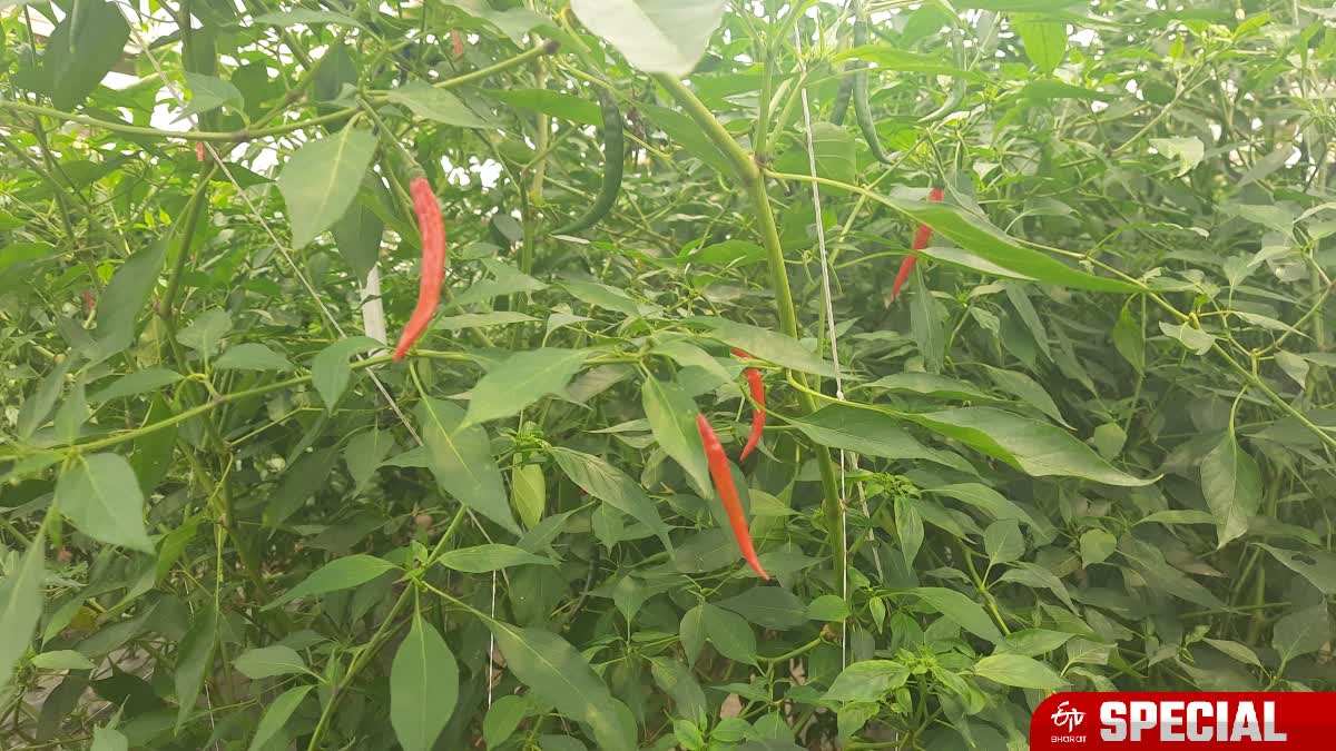 Uralmash jinsiy aloqa