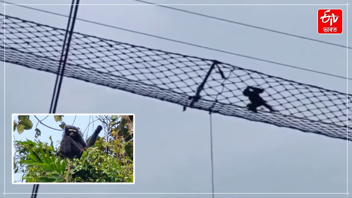Hoolock Gibbon