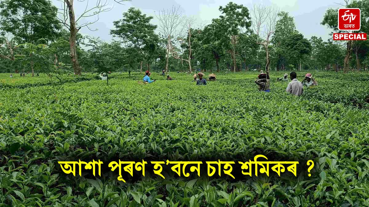 Tea labours daily wages