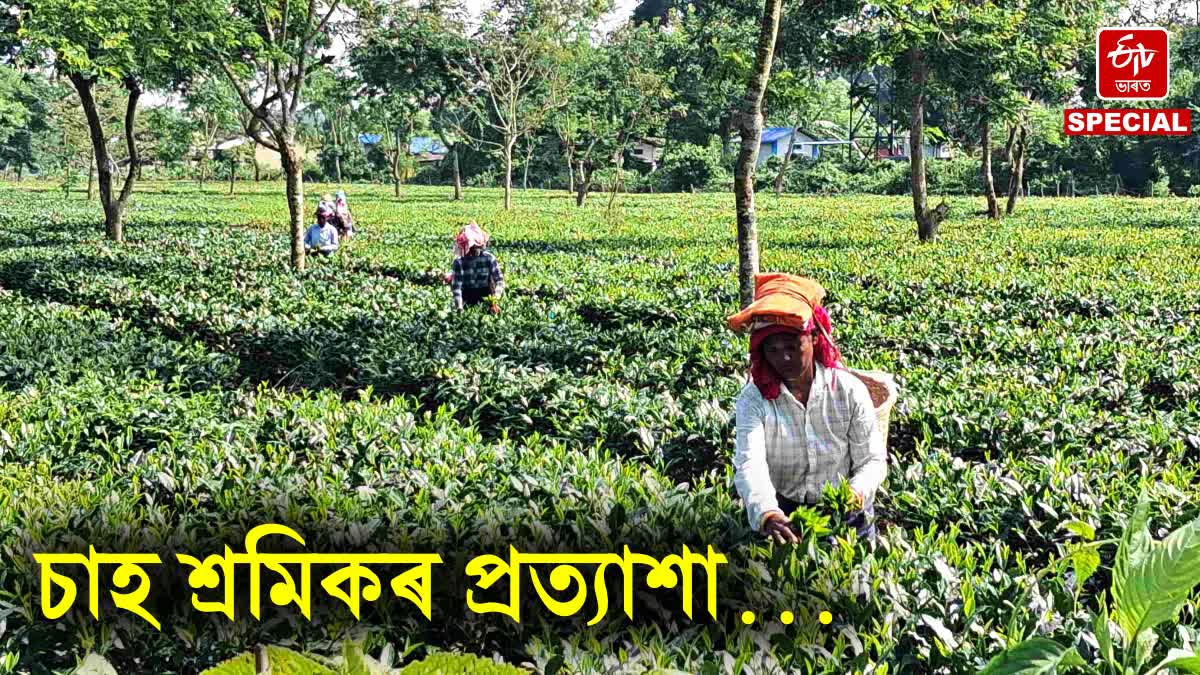 tea garden workers