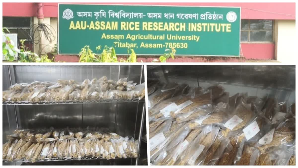 ASSAM RICE RESEARCH INSTITUTE