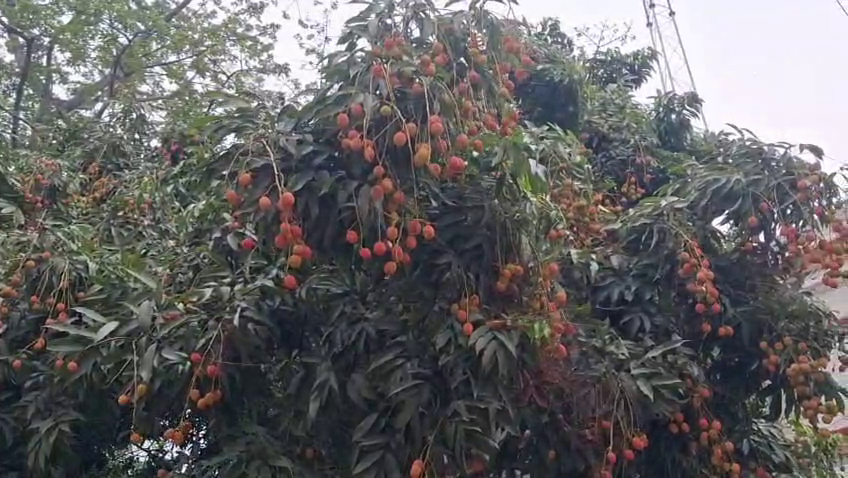 नई खोज से लीची कारोबार को नया बूस्टर
