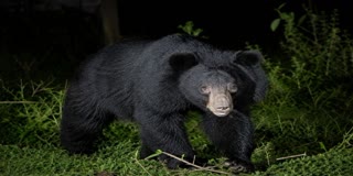 Bear spotted in Dergaon residential area