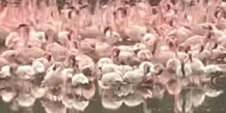 Thousands Of Flamingos Paint Navi Mumbai Wetlands Pink During Annual Migration
