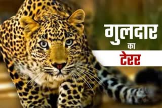 Pauri Leopard Attack
