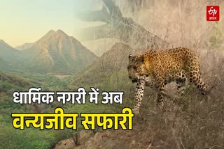 अजमेर में लेपर्ड सफारी