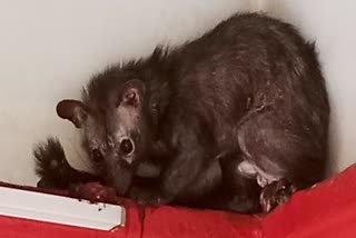 Palm civet spotted