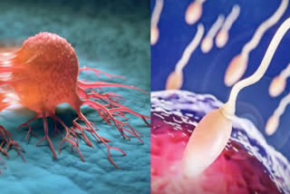 Researchers identify how enzyme affects infertility and cancer progression