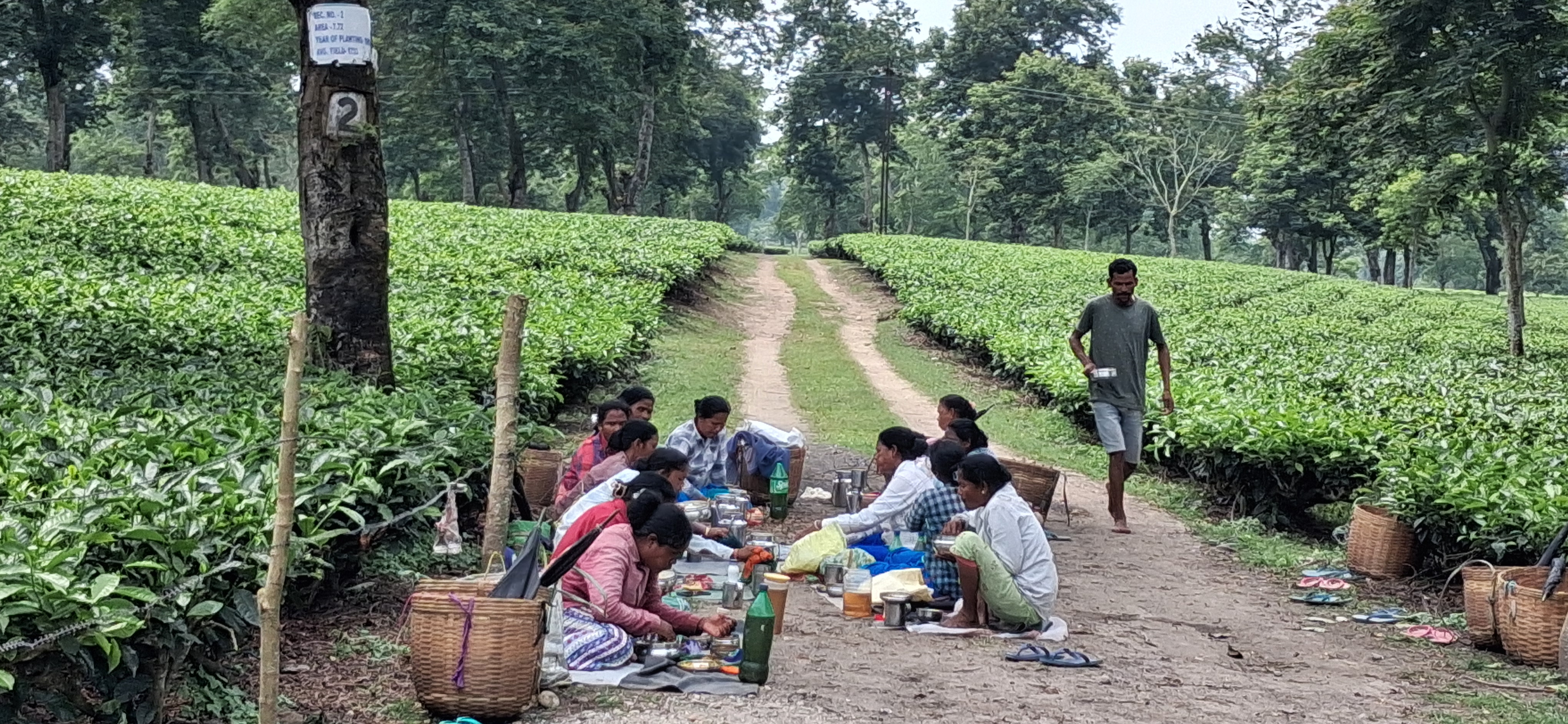 tea garden workers