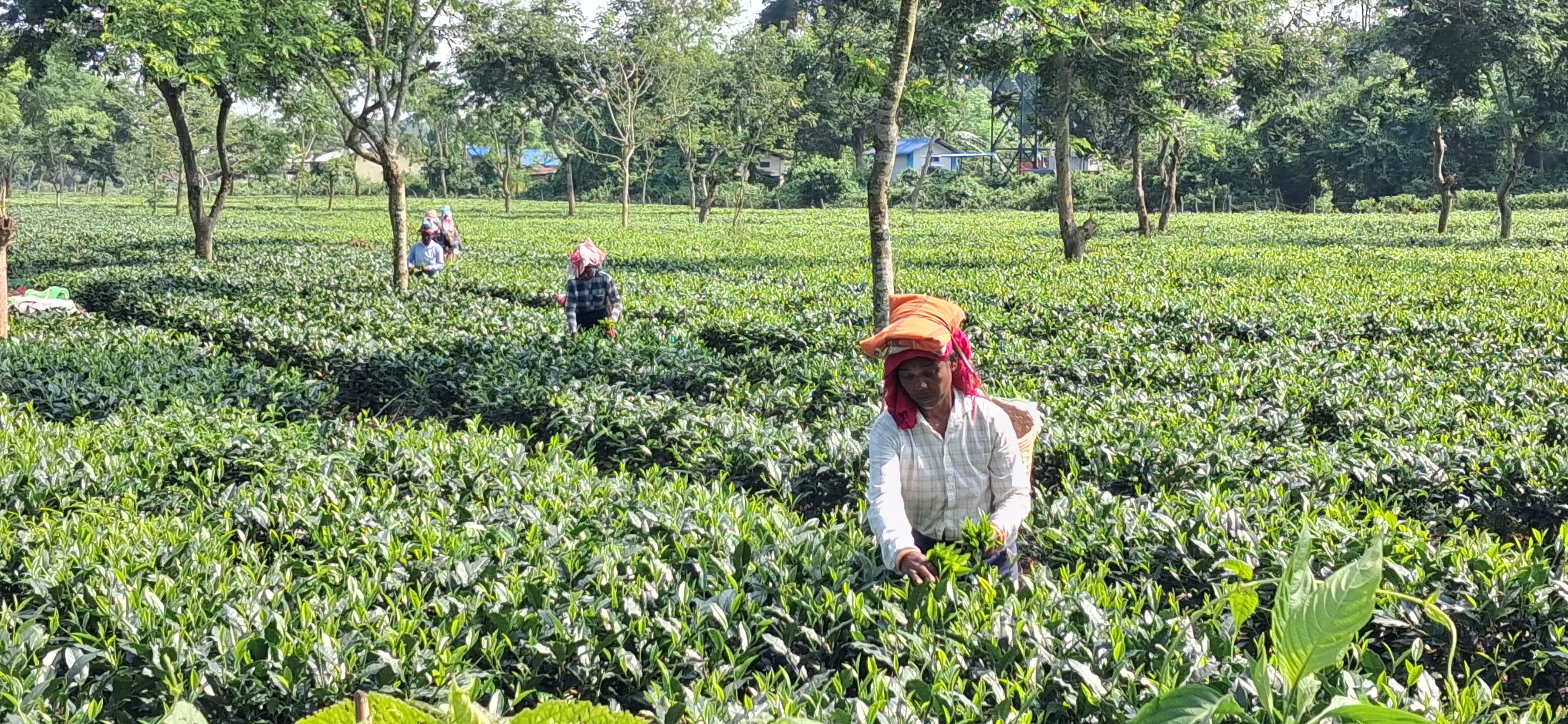 tea garden workers