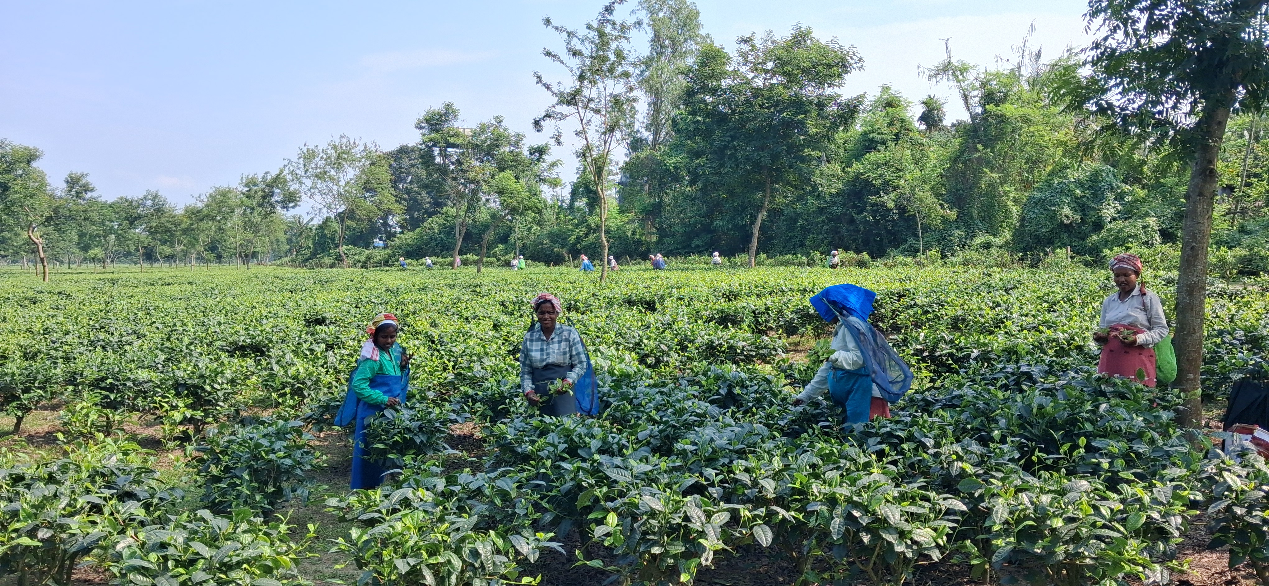 tea garden workers