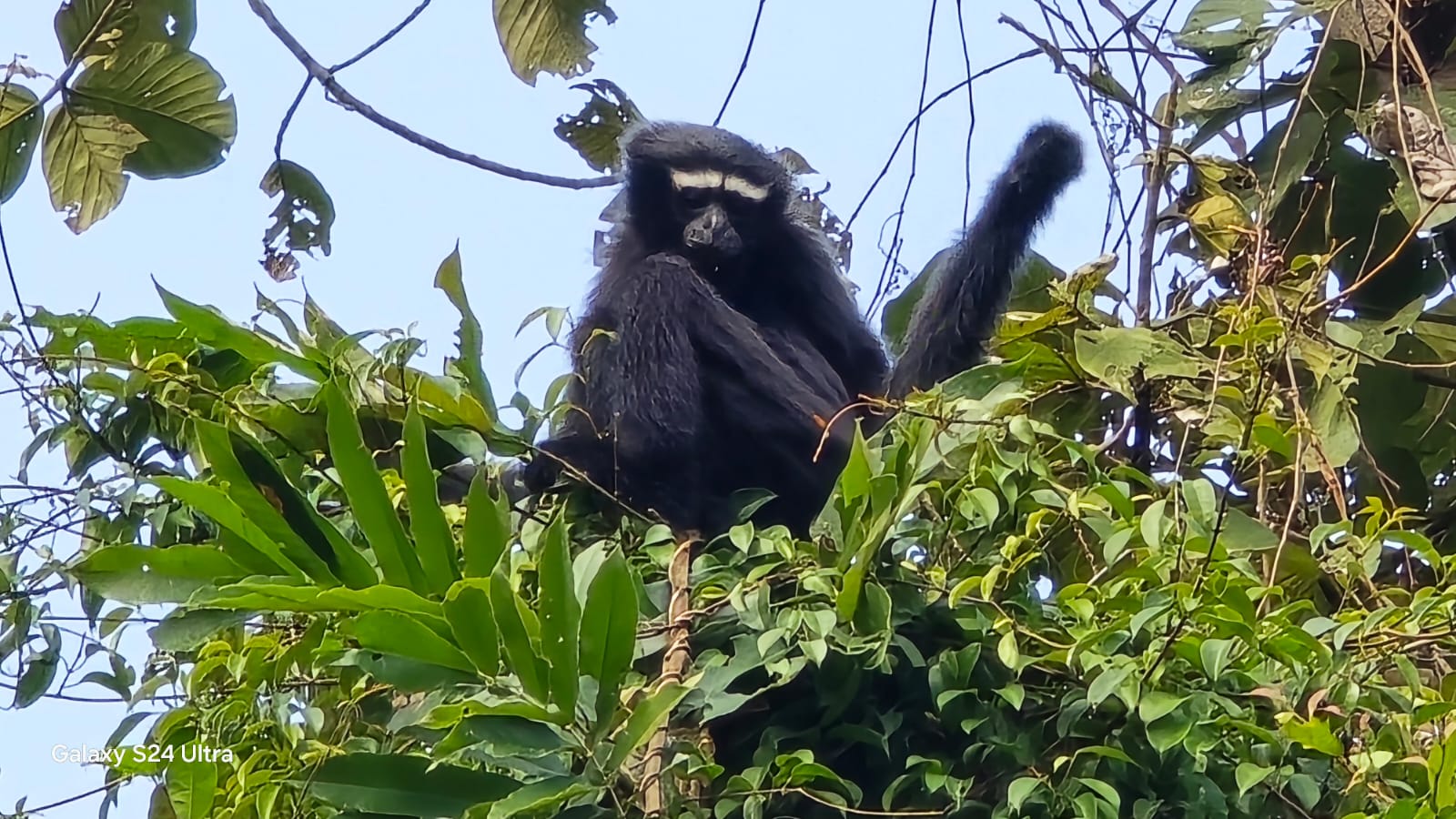Hoolock Gibbon