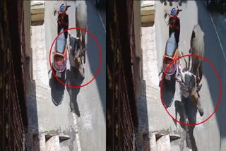 Buffalo Attack On Woman Viral Video