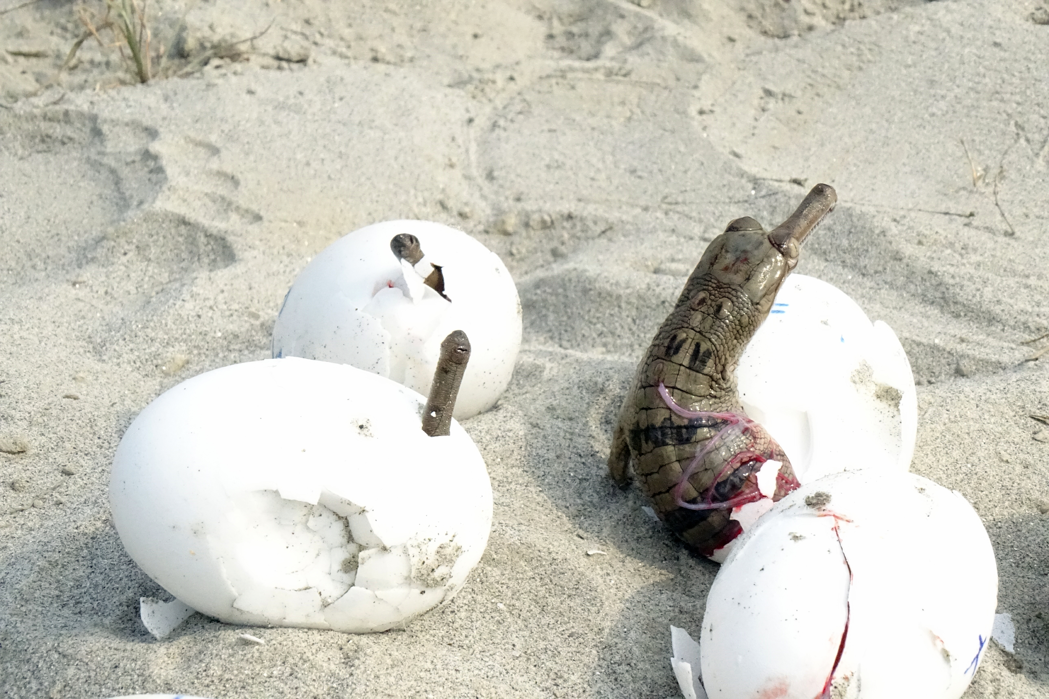 Crocodiles release in river