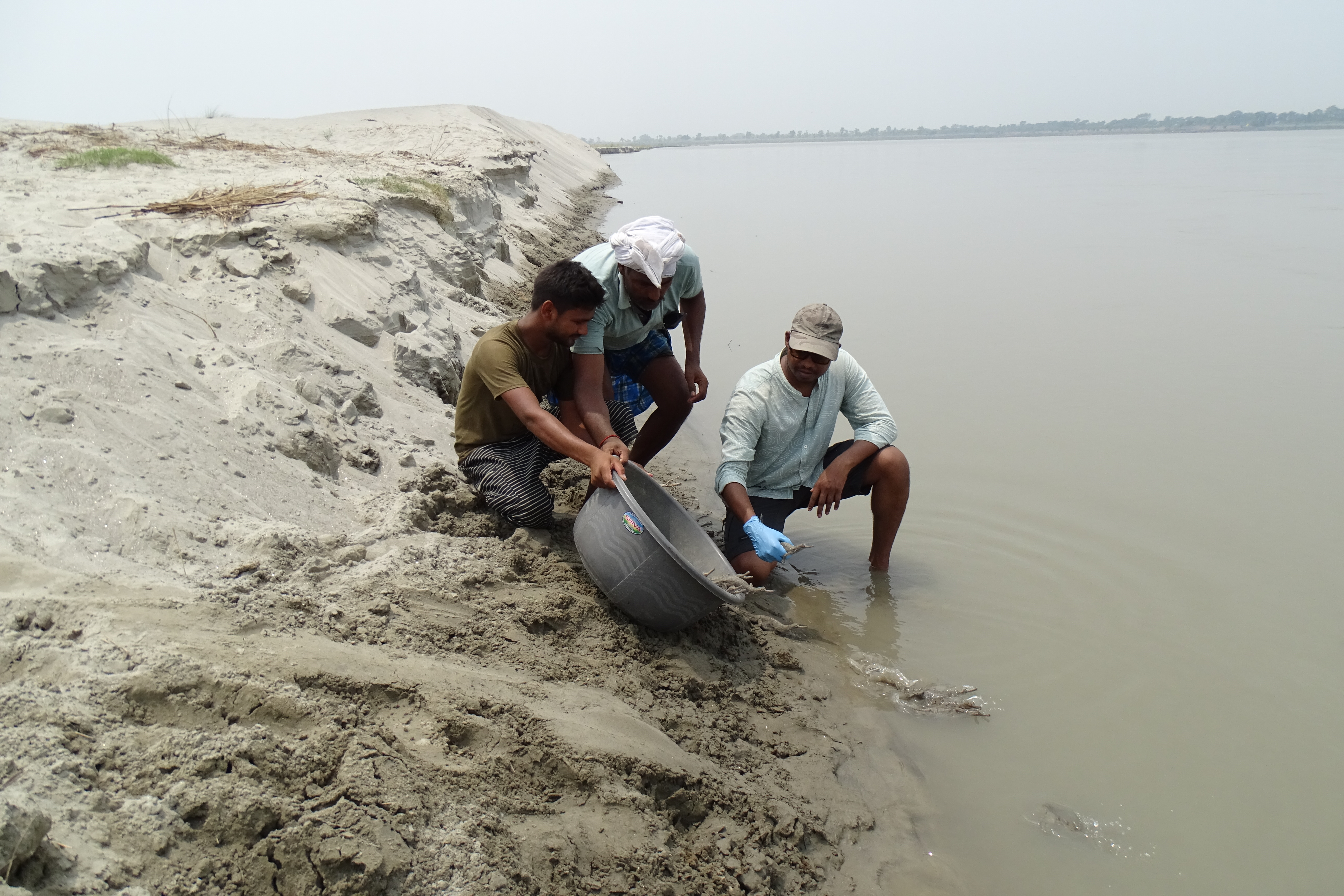 Crocodiles release in river