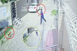 Heartbreaking footage of brutal killing of dog in Moga, captured on CCTV