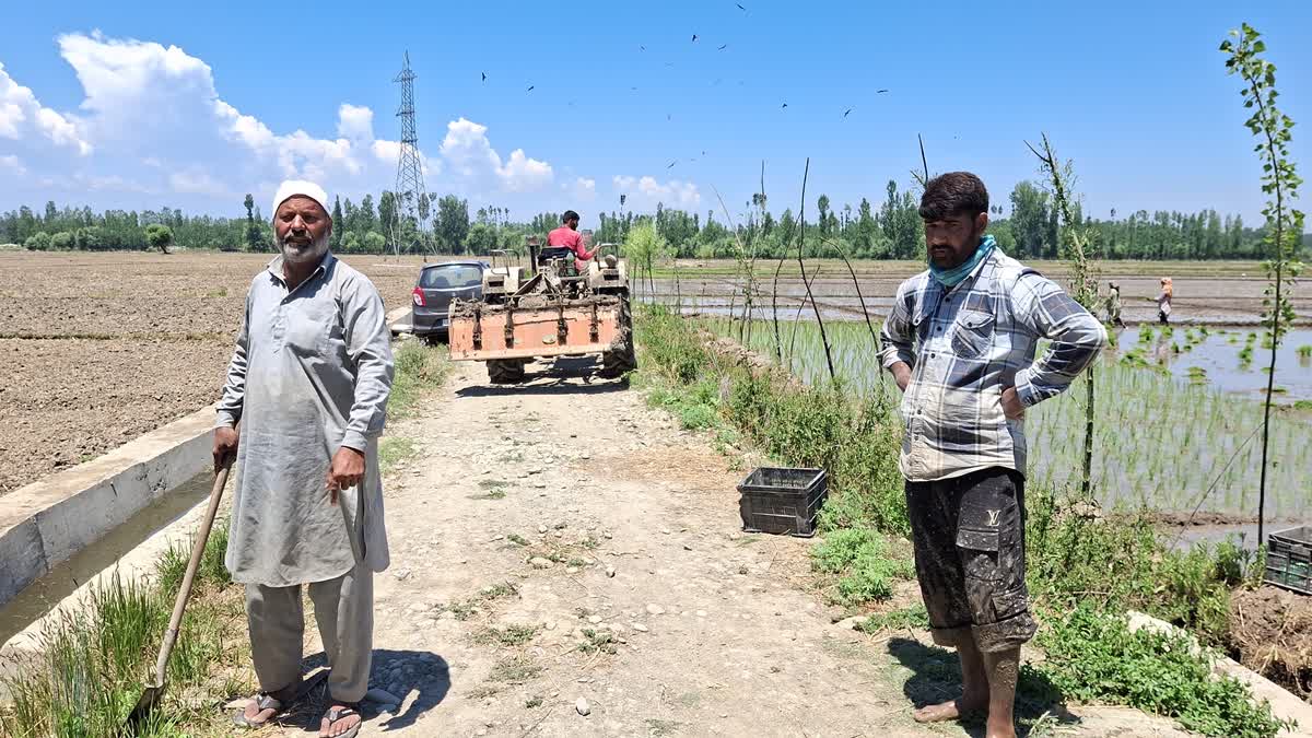Farmers irrigate paddy land in Anantnag, Jammu and Kashmir