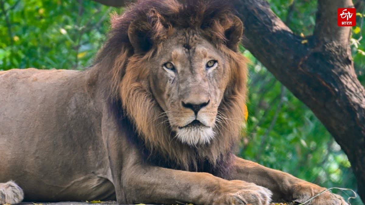 कानपुर जू में शेर अजय की मौत