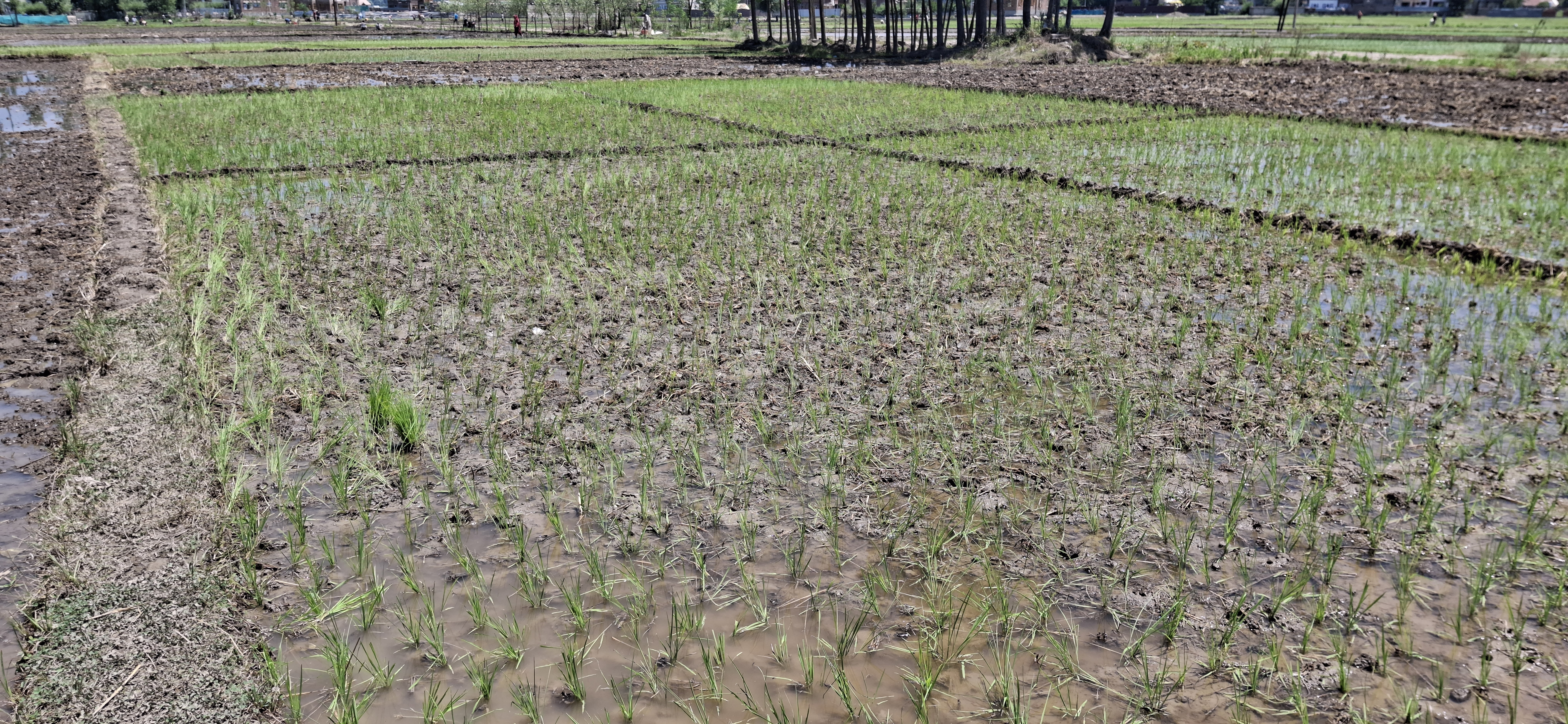 A dried up paddy field due to lack of irrigation in Kulgam