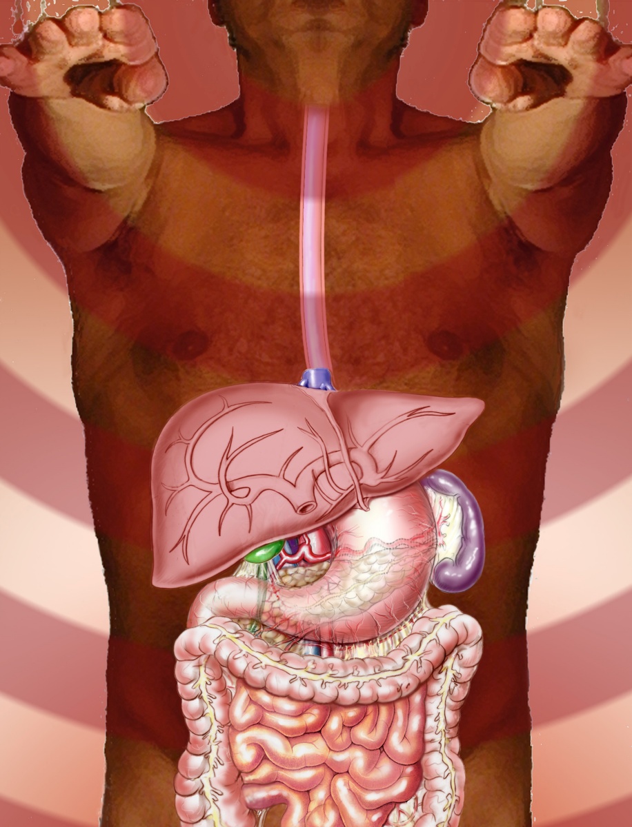 Digestive system