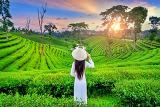 Do Visit These Tea Gardens of India, A Paradise for Tea Lovers