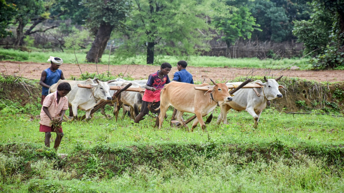 Due to lack of rain, farming work is lagging behind in many areas.