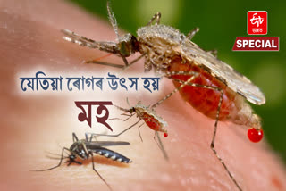 Vector borne diseases:Know How to protect yourself from Japanese encephalitis, malaria, and dengue?