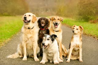 pets_caring