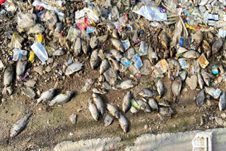 Dead fish along the lake's edge